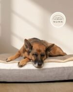 Camas Para Perros - Imagen 5